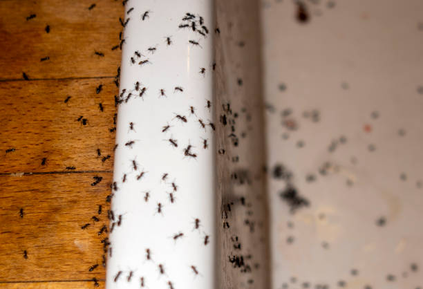 Best Affordable Pest Control Services  in Big River, CA
